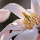 Magnolia stellata