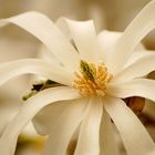 Magnolia Stellata