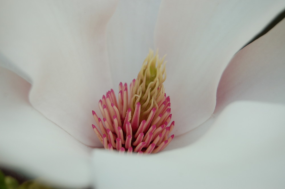 Magnolia stellata