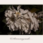 Magnolia stellata....