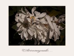 Magnolia stellata....