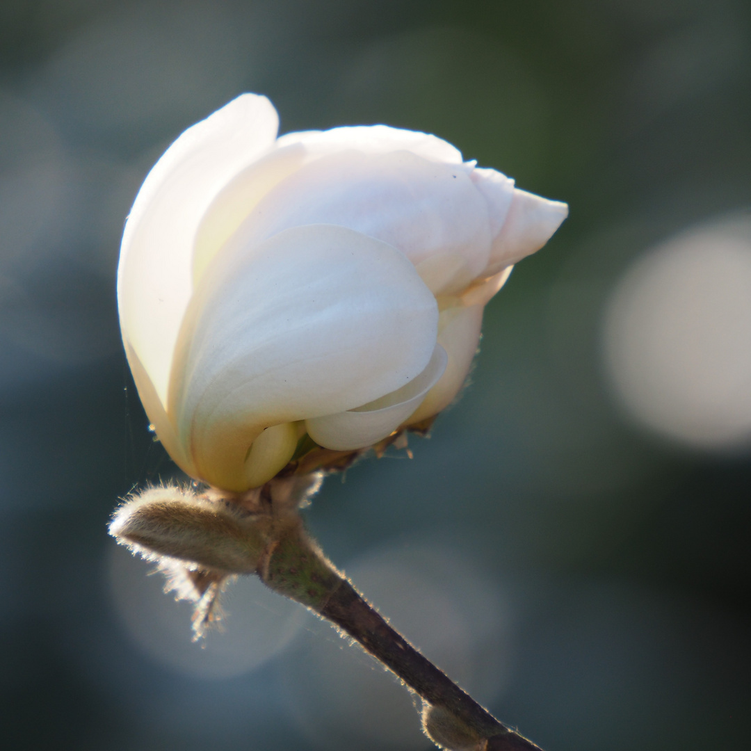 Magnolia stellata