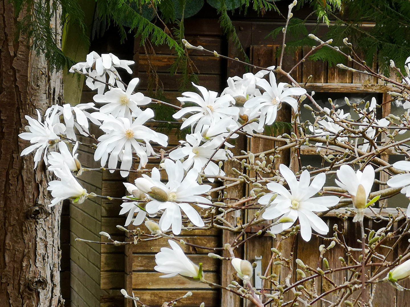 Magnolia stellata