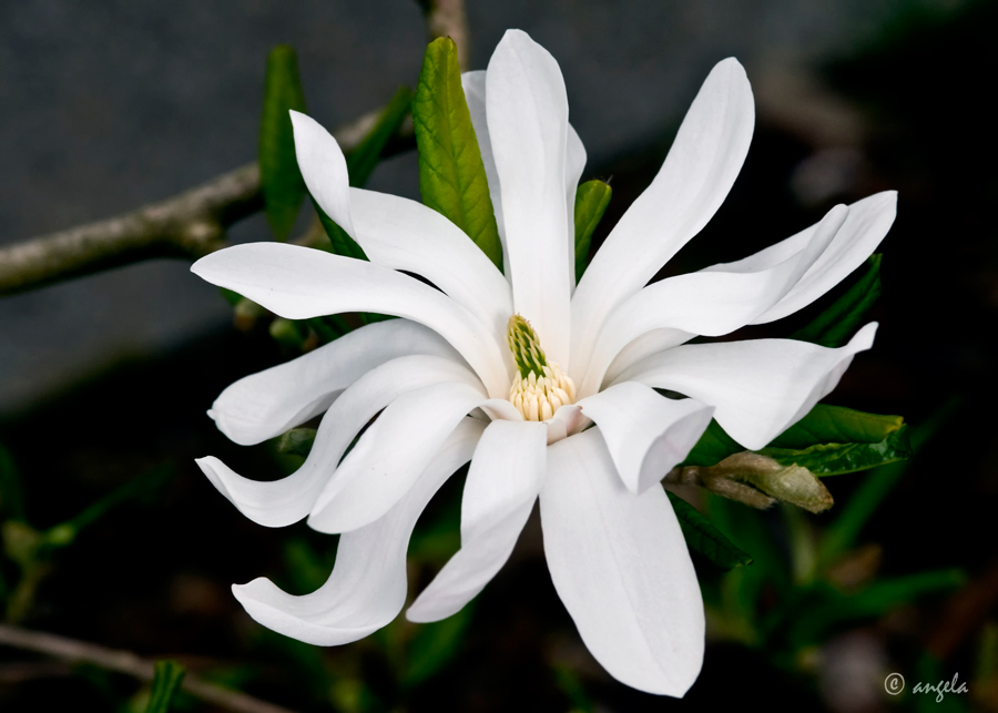 Magnolia stellata