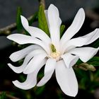 Magnolia stellata