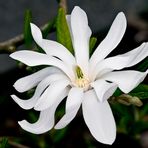 Magnolia stellata