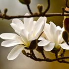 Magnolia stellata