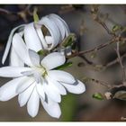 Magnolia stellata 