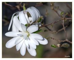 Magnolia stellata 