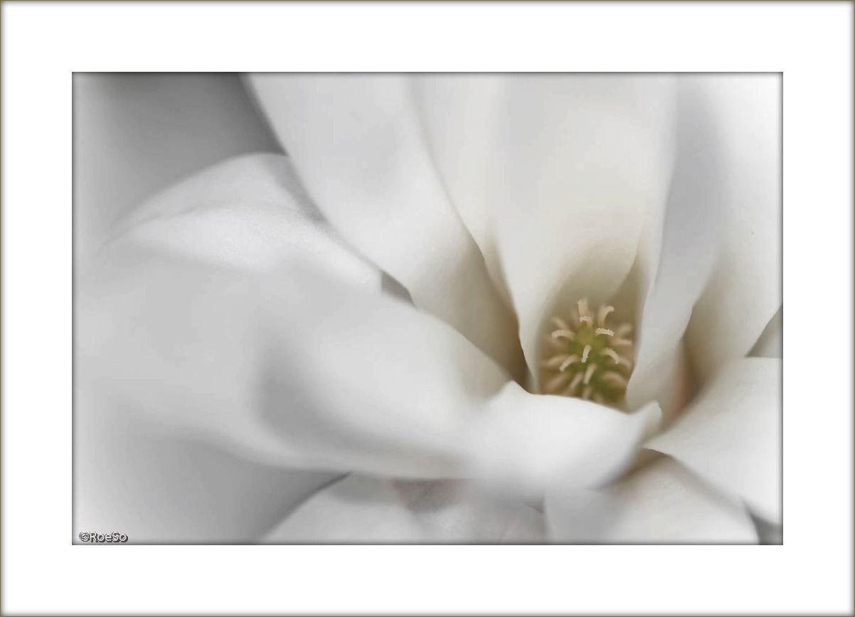 Magnolia stellata