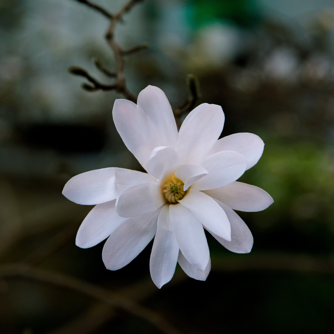 Magnolia stellata