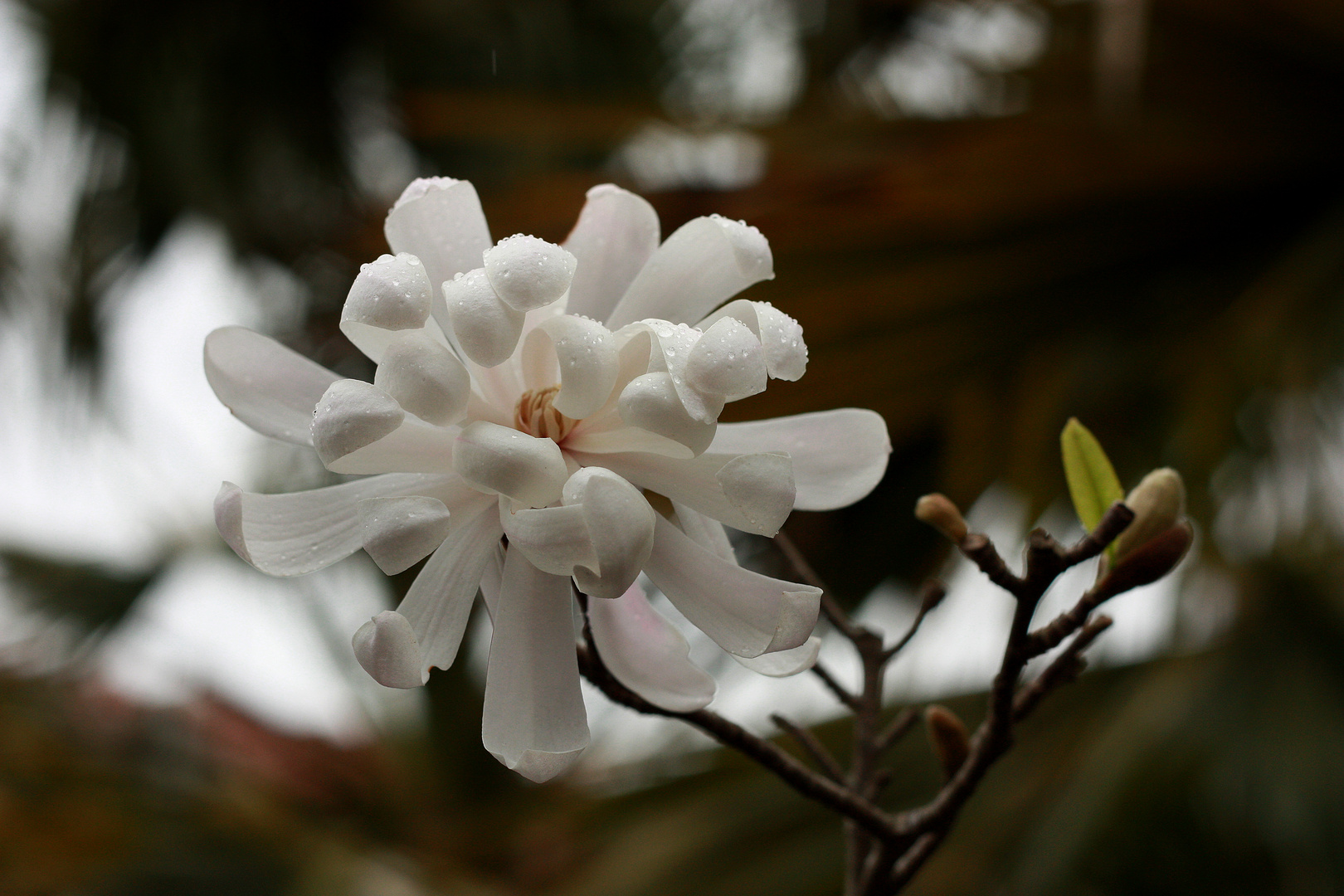 Magnolia stellata