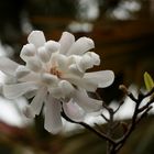 Magnolia stellata