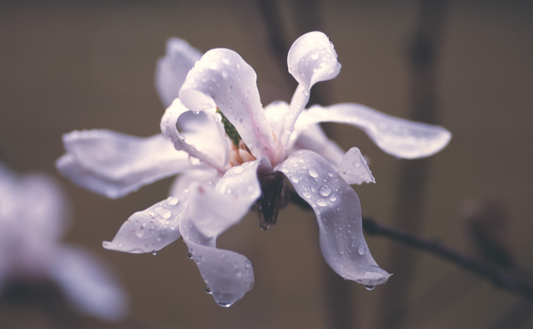 Magnolia stellata analog