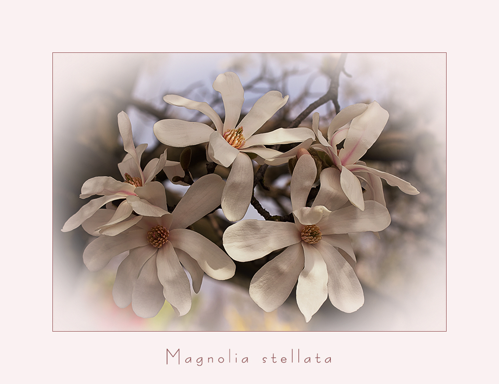 Magnolia stellata....