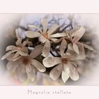 Magnolia stellata....