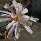 " Magnolia " ( stellata )