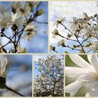 Magnolia Stellata Collage