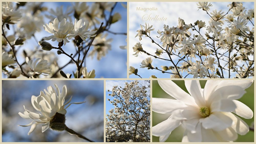 Magnolia Stellata Collage