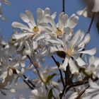 Magnolia stellata