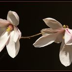 Magnolia stellata