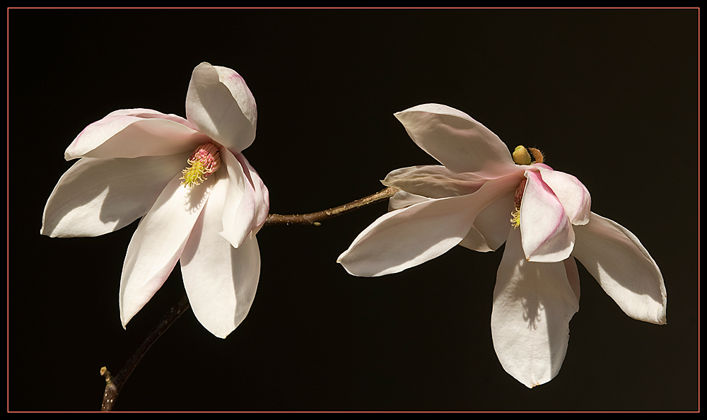 Magnolia stellata