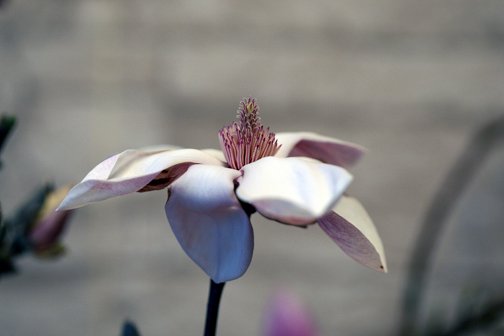 Magnolia stellata makro