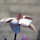 Magnolia stellata makro