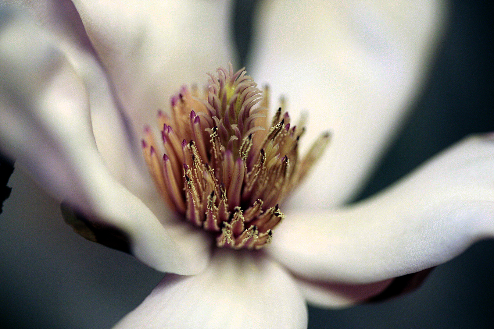 Magnolia stellata makro