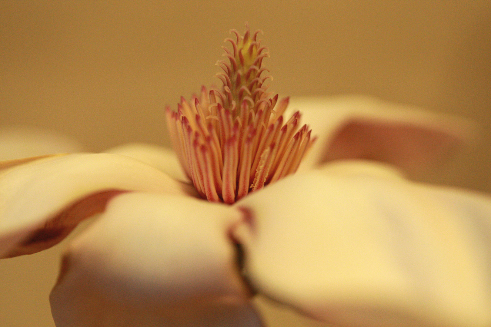 Magnolia stellata makro