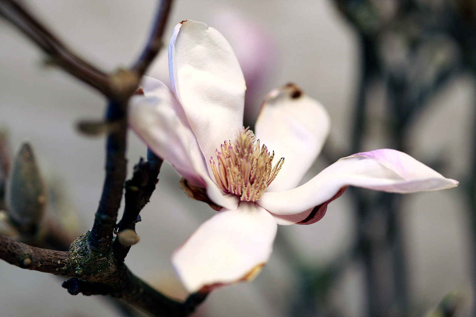Magnolia stellata makro