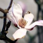 Magnolia stellata makro