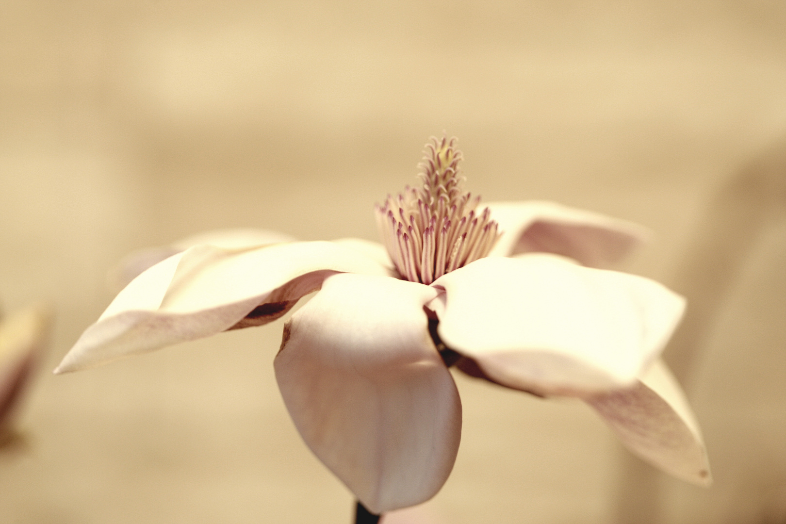 Magnolia stellata makro