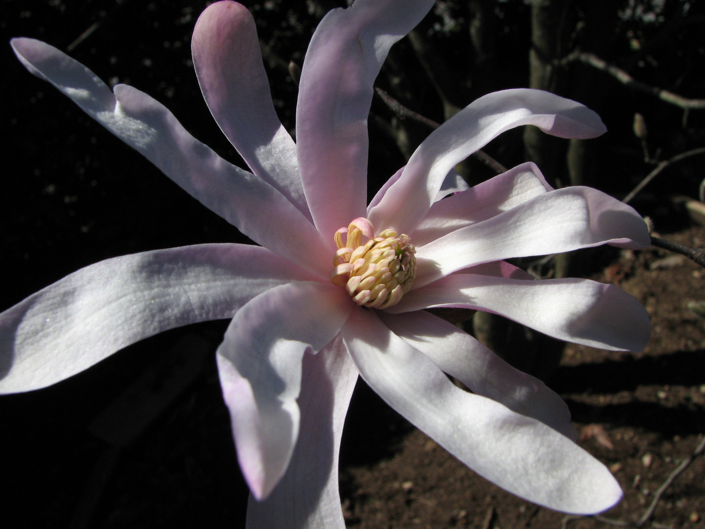 Magnolia stellata rosa