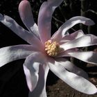 Magnolia stellata rosa