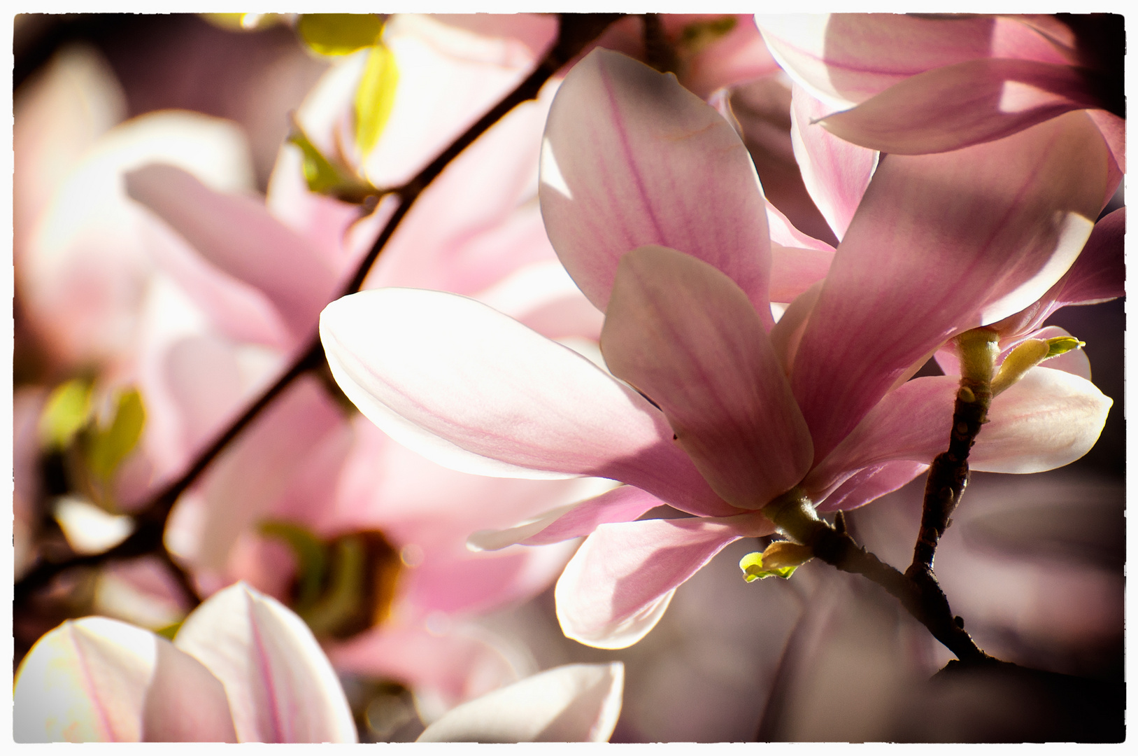 ...magnolia sunshine...