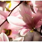 ...magnolia sunshine...
