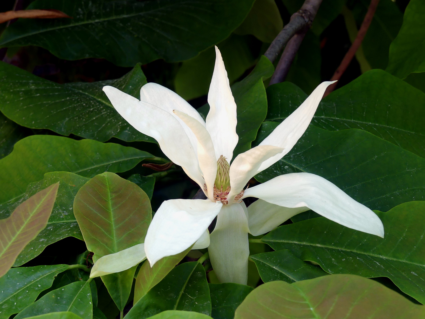 Magnolia tipetala Schirm Magnolie