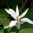 Magnolia tipetala Schirm Magnolie