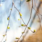 magnolia tree branches