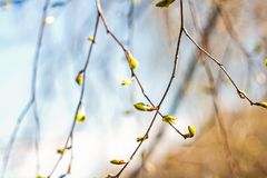 magnolia tree branches