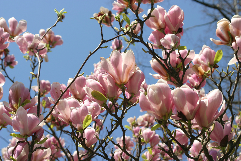 Magnolia Tree