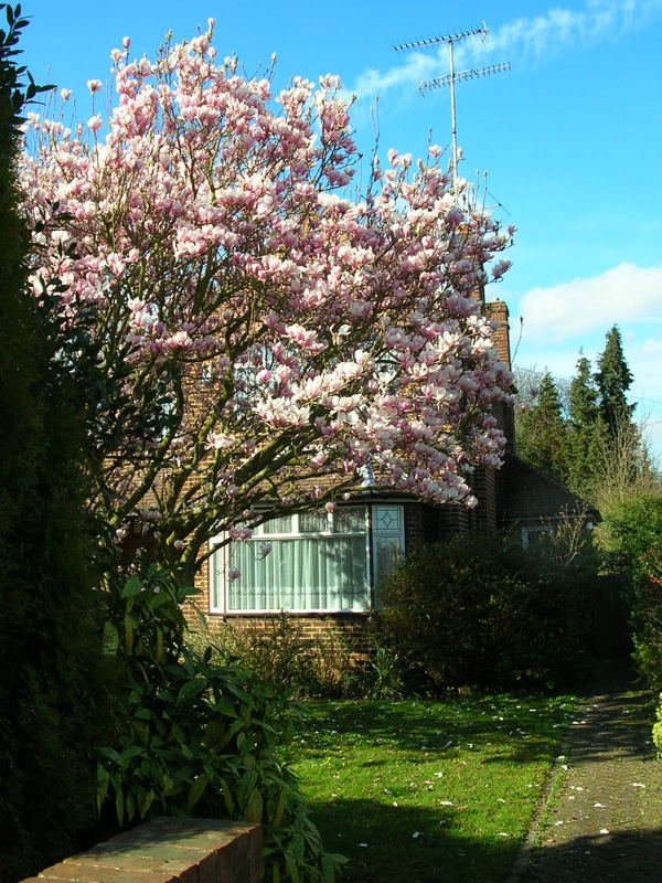 Magnolia tree England, 2nd..