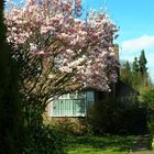 Magnolia tree England, 2nd..