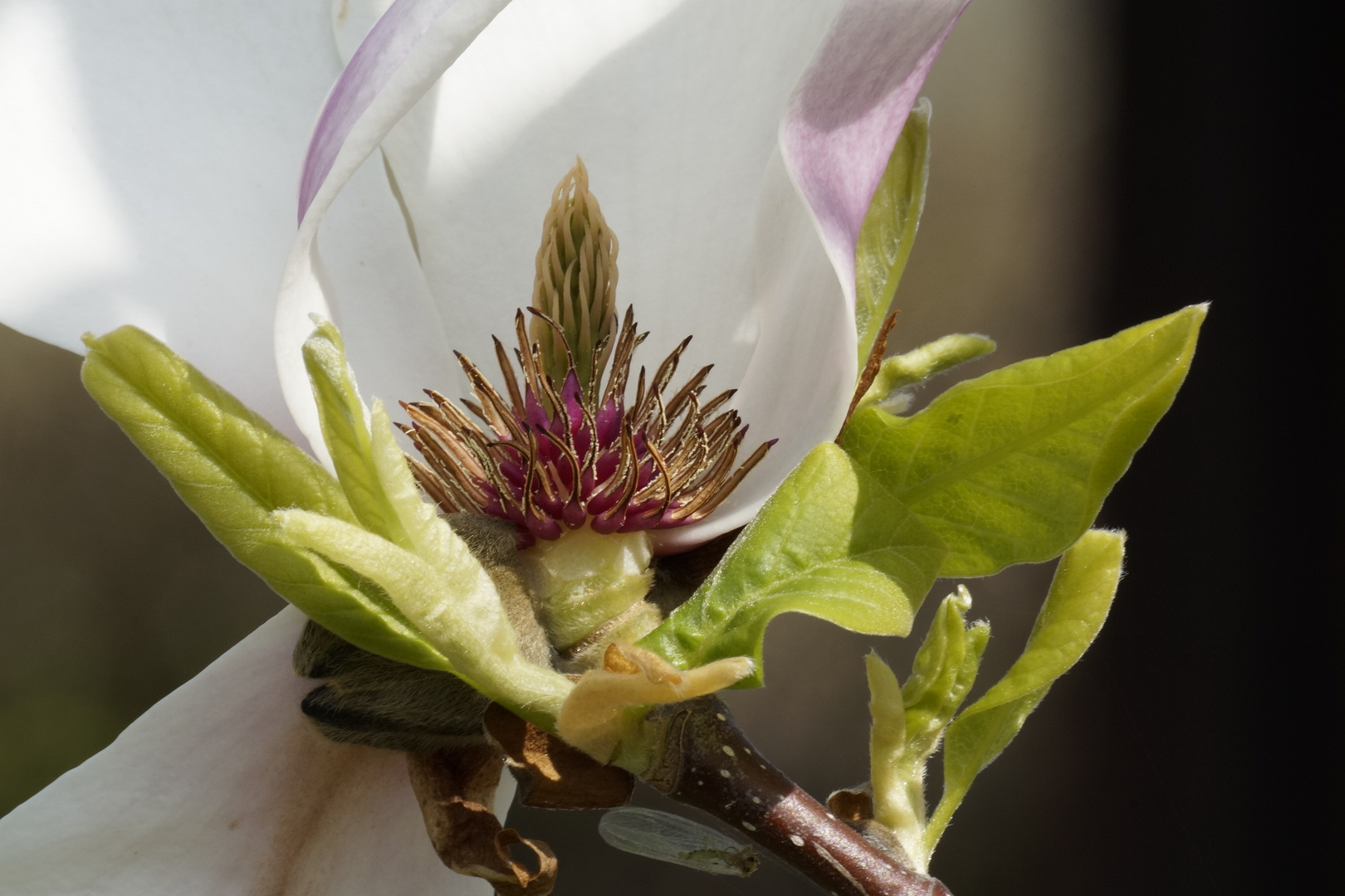 Magnolia und das Insekt