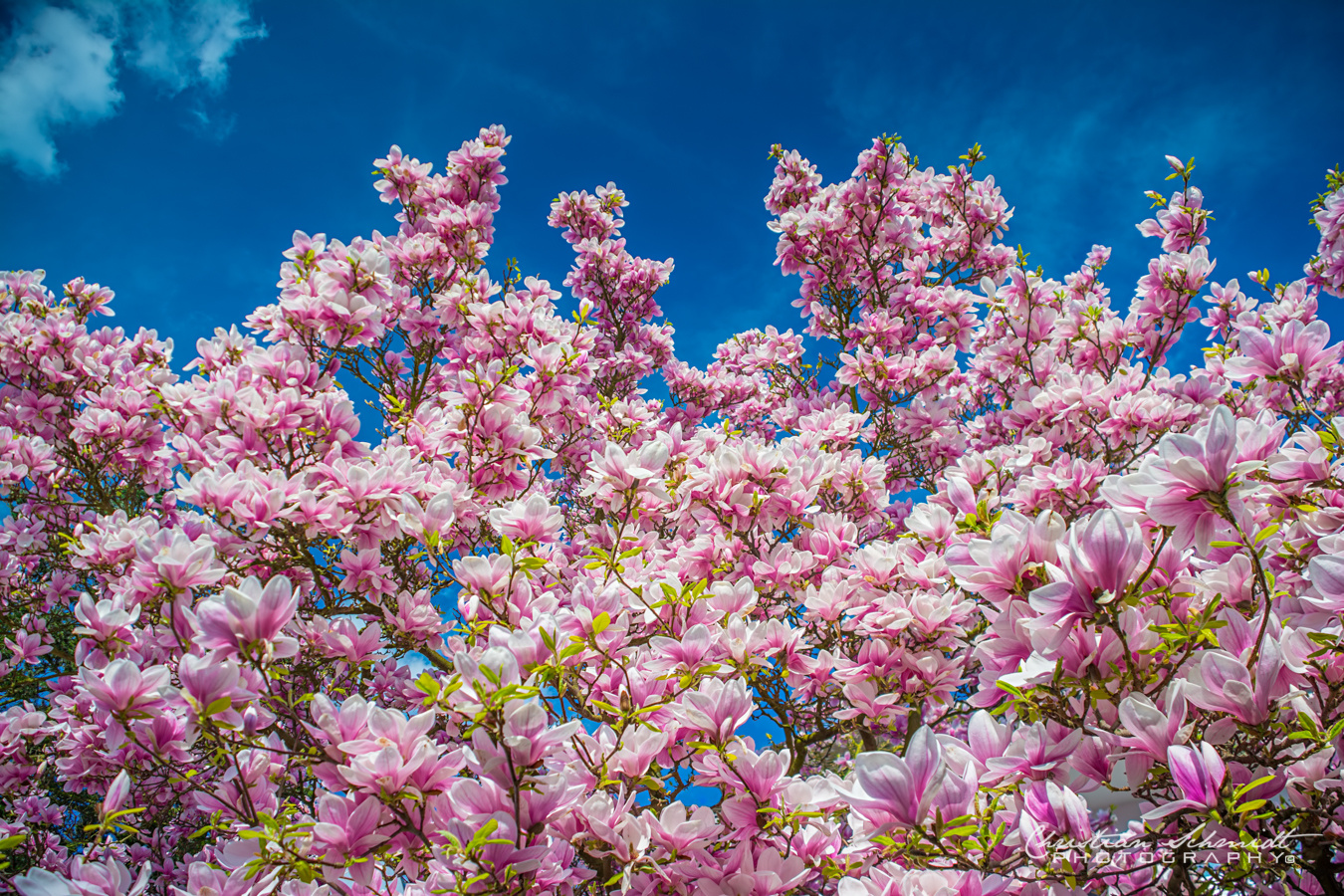 MAGNOLIA - Wenn der Frühling die Farben zurückbringt! 