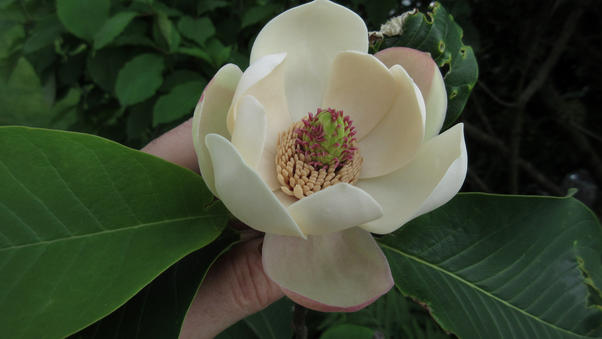 Magnolia William Watson