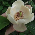 Magnolia William Watson