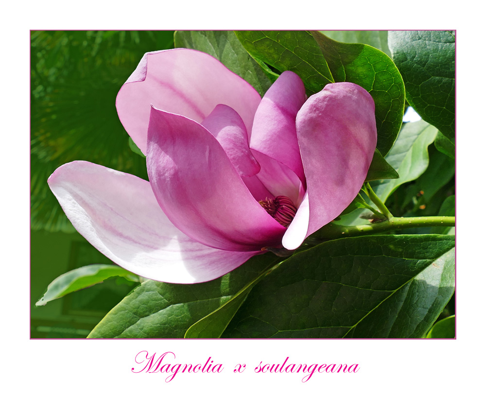 Magnolia x soulangeana