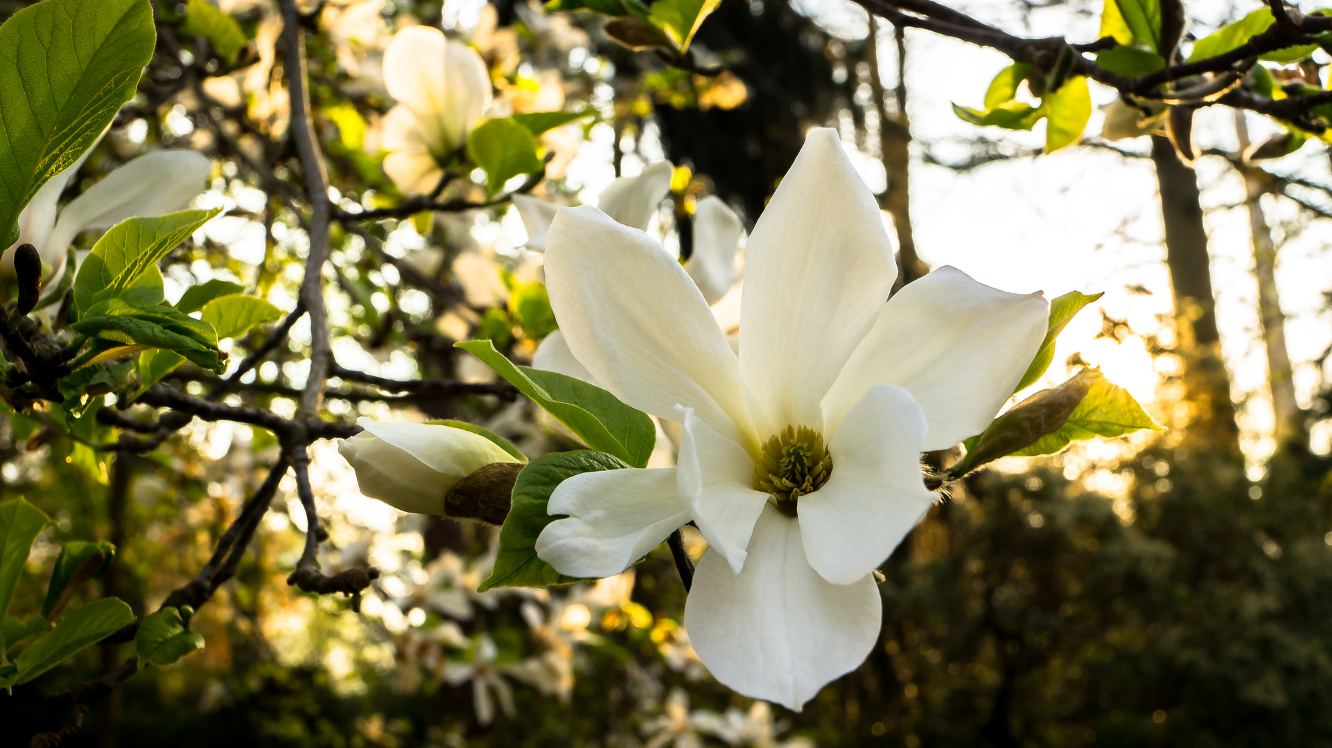 Magnolia x soulangiana